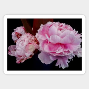 Pink Peonies Sticker